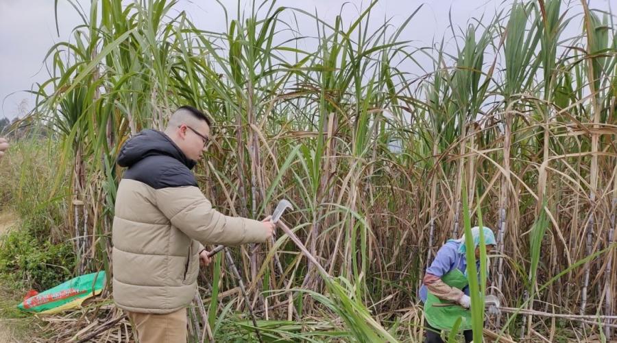Chuling Huang, at left, spent time with Chinese workers harvesting sugarcane as part of his research.