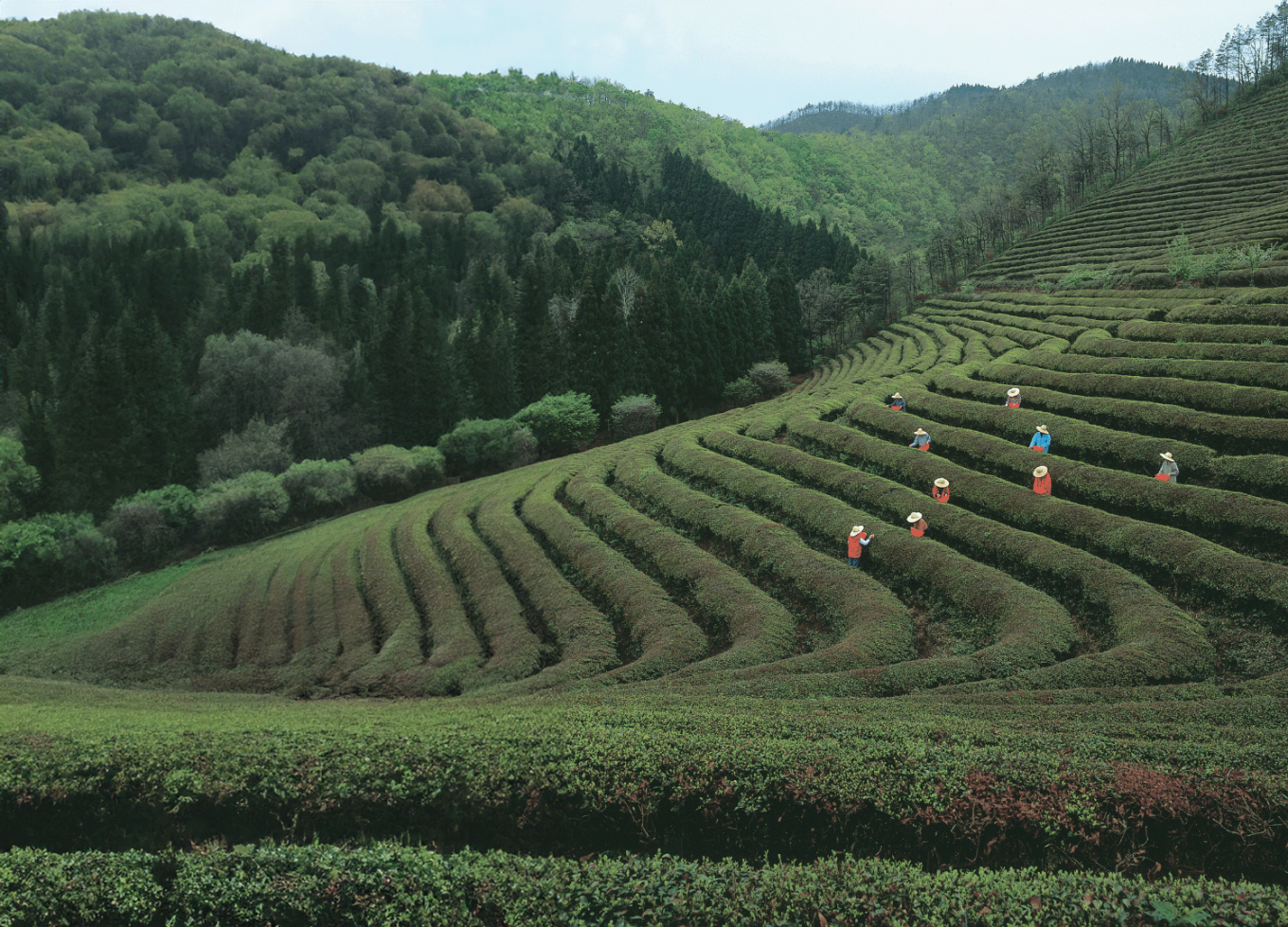 Tea Harvest