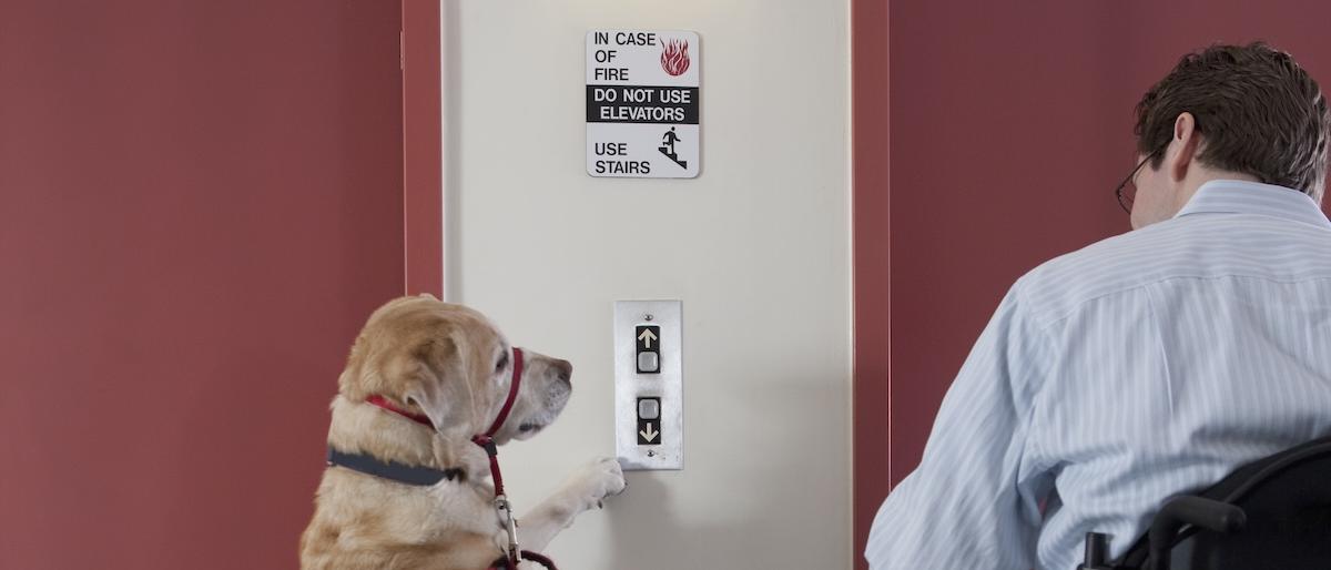 A service dog pushing a button to summon an elevator