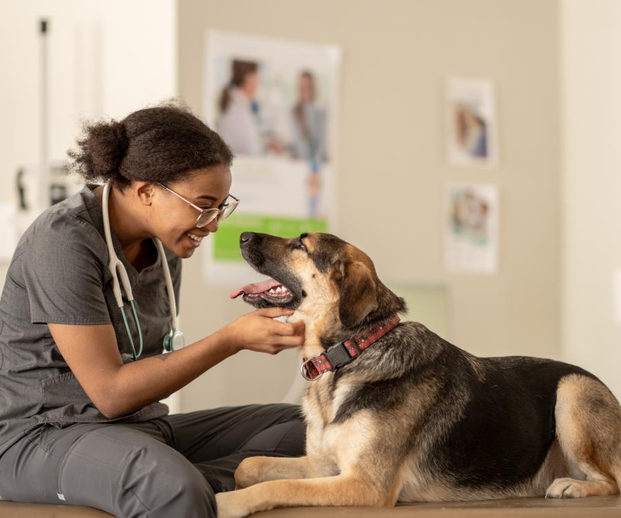 Vet with Dog
