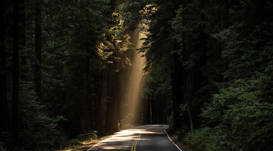 photo of light illuminating a road through trees to illustrate an emotion of hope and help