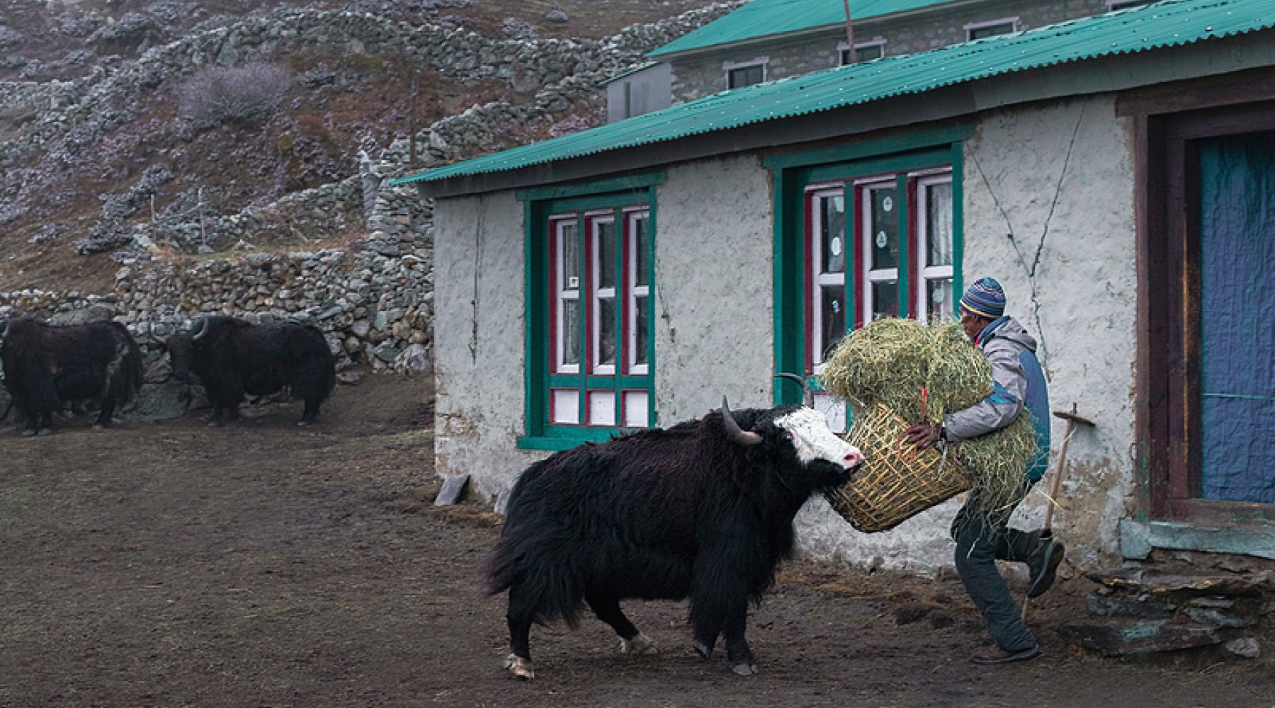 A farmer with a yak in the Himalayan mountains