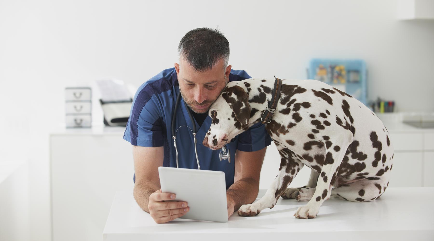 Veterinarian cuddling dog and using digital tablet 