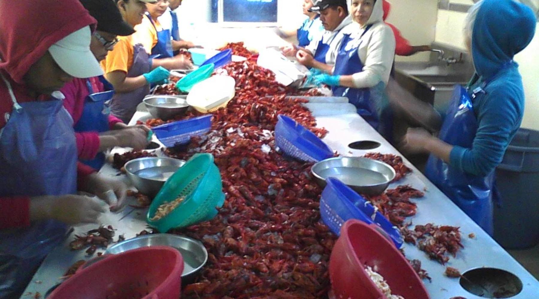Fish Processing Workers in New Orleans 