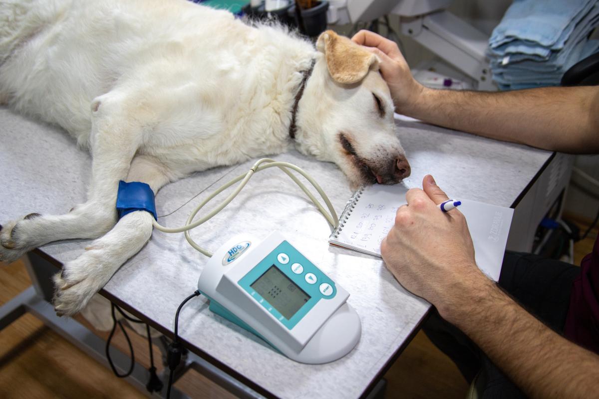 An image of a sleeping dog is being examined by a veterinarian in a clinic