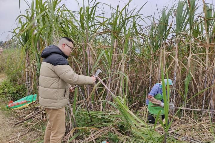 Chuling Huang, at left, spent time with Chinese workers harvesting sugarcane as part of his research.