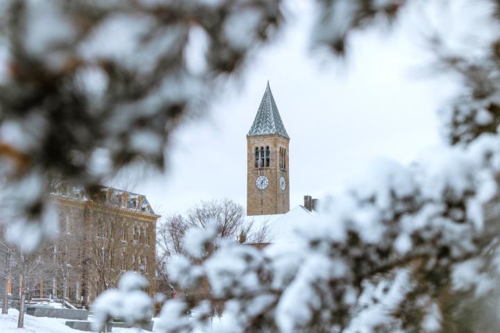 Looking over a snowy pine branch toward Cornell’s iconic clock tower.