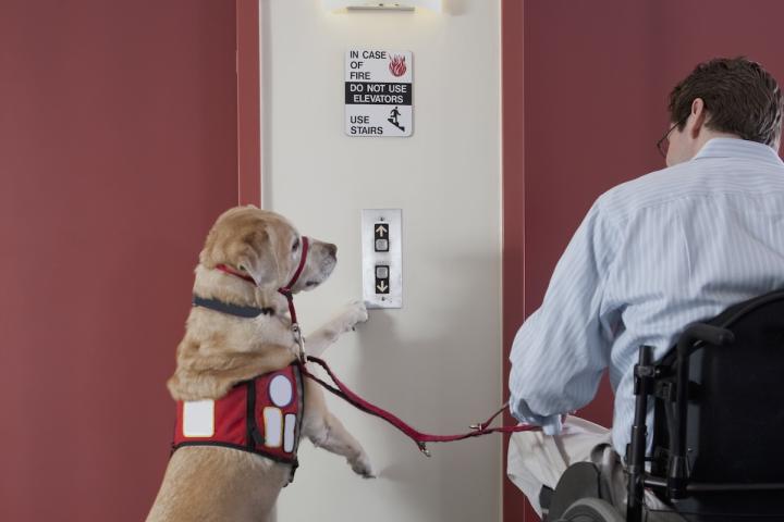 A service dog pushing a button to summon an elevator