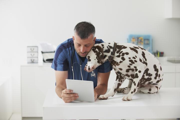 Veterinarian cuddling dog and using digital tablet 