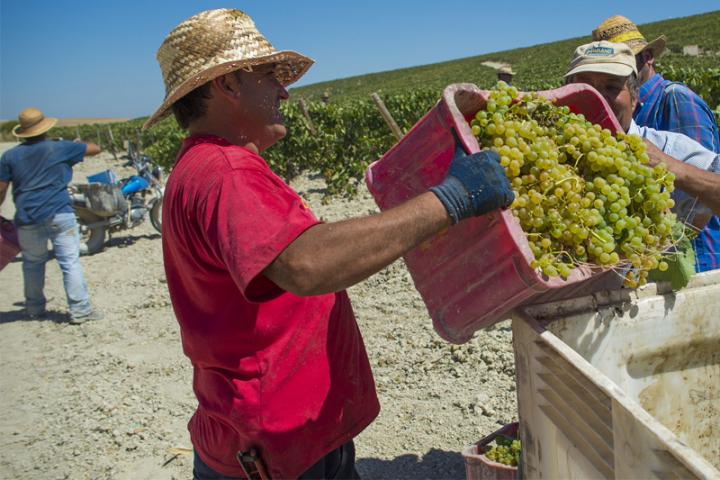 An immigrant farmworker harvesting grapes
