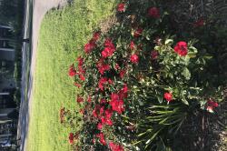 Red flowers growing in a bed beside a well maintained green lawn