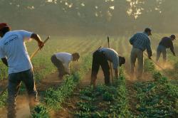 Workers in a field of row crops 