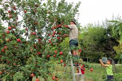 people picking apples with a ladder